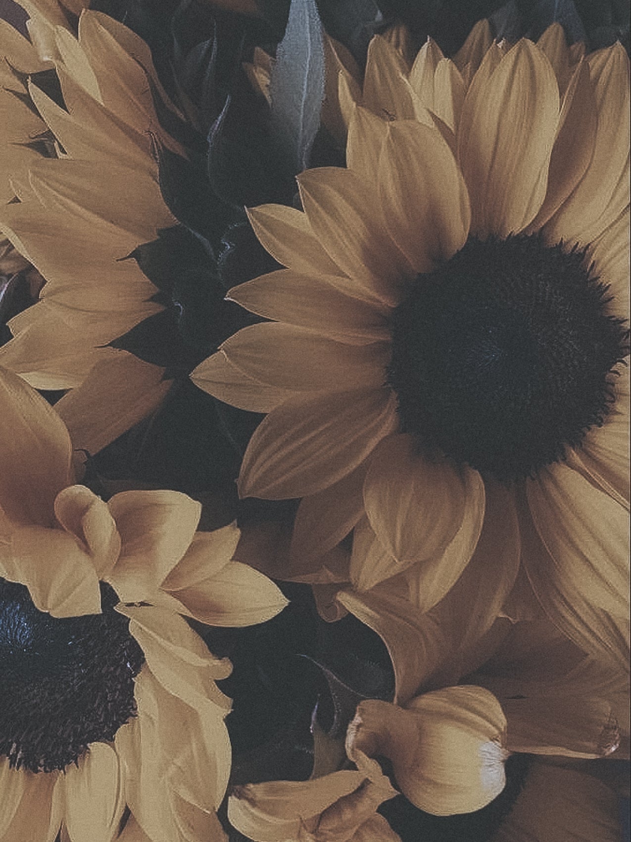 What Is Potassium Sunflowerate?