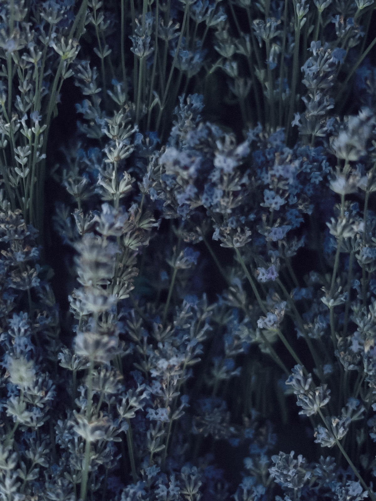 Laundry · Lavender · 1 L