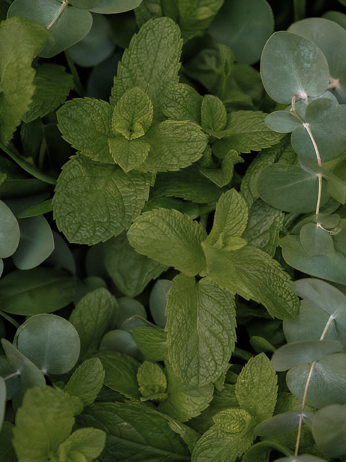 Laundry · Mint & Eucalyptus · 1 L